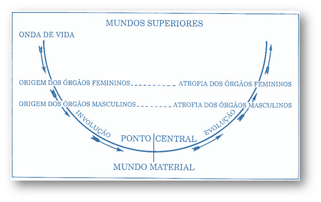 Diagrama-13-–-O-Principio-e-o-Fim-dos-Sexos Diagrama 13 – O Princípio e o Fim dos Sexos