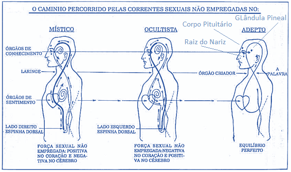 Diagrama-17-–-Caminho-das-Forcas-Sexuais-nao-empregada-e-os-Assentos-de-cada-um-dos-tres-aspectos-do-Espirito Diagrama 17 – Caminho das Forças Sexuais não empregada e os Assentos de cada um dos três aspectos do Espírito