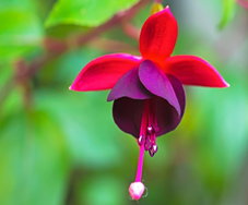 Clareira com flor de peão rosa florescendo no sol na primavera